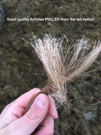 Proper-Hair-Sample-Example-with-text